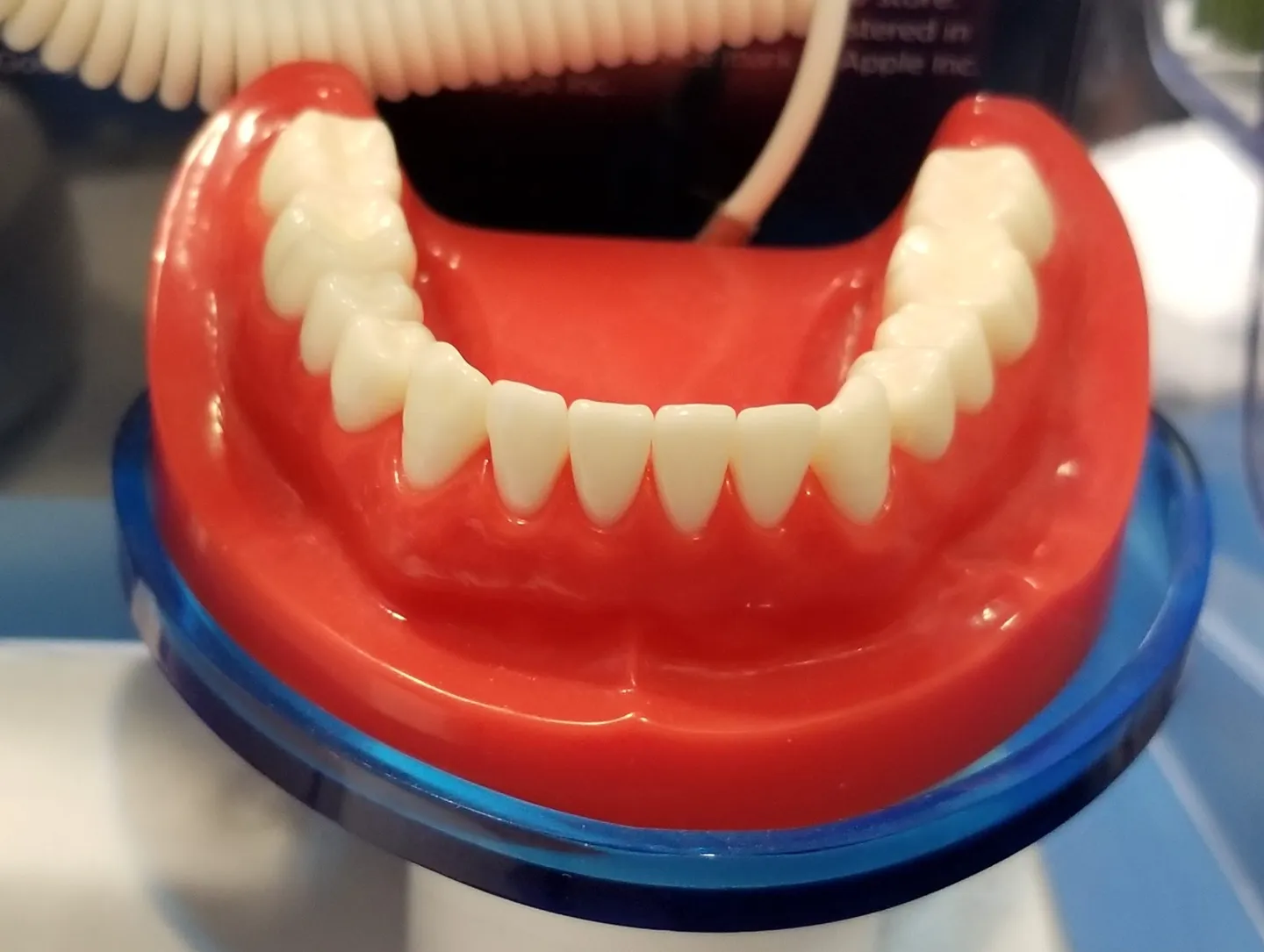 Image accompanying the article: Parts of a Tooth and its Functions